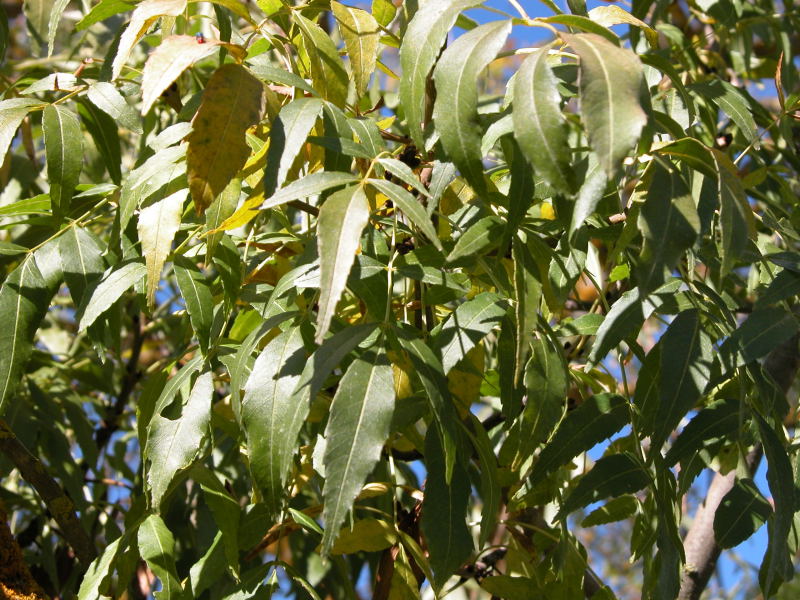 Fraxinus oxycarpa